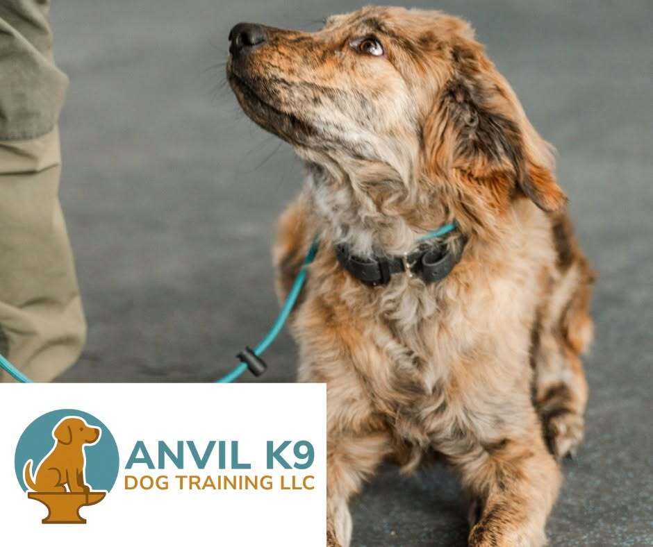 Anvil K9